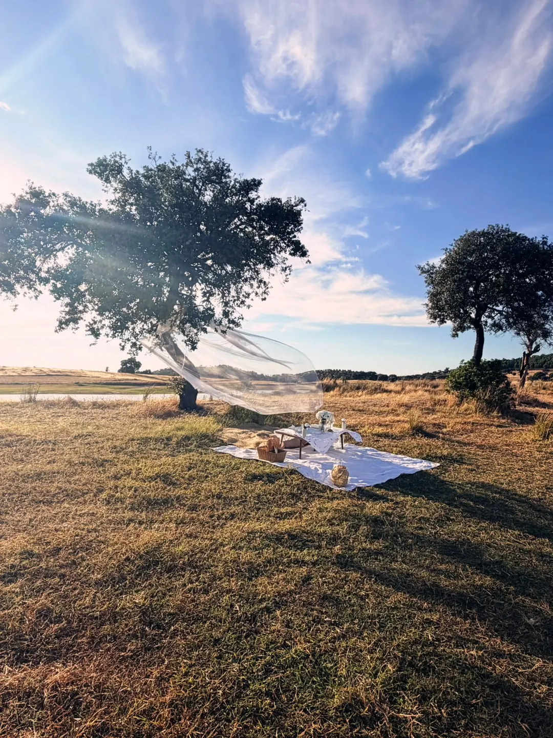 A picnic on white linen beneath a cork oak, a sheer veil lifting in the wind